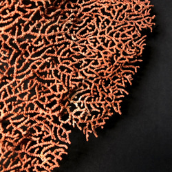 軟質珊瑚の一種の台座付き標本その二。 8枚目の画像