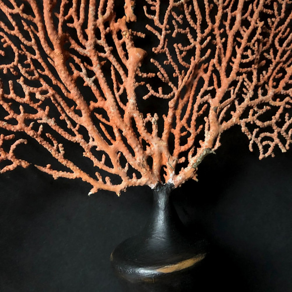 軟質珊瑚の一種の台座付き標本その五。 7枚目の画像