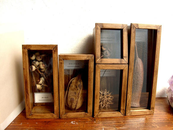 植物種子標本箱。 4枚目の画像