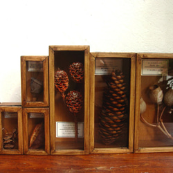 植物種子標本箱（大）。 4枚目の画像