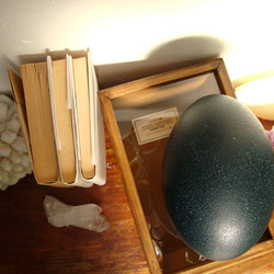 エミューの卵標本（色濃いめ）。 3枚目の画像