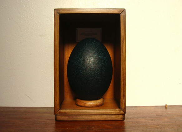 エミューの卵標本（色濃いめ）。 4枚目の画像