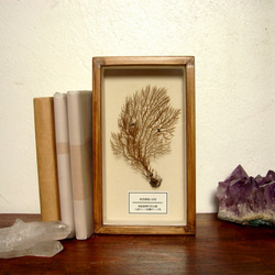 軟質珊瑚の骨格標本その三。 1枚目の画像