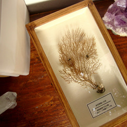 軟質珊瑚の骨格標本その三。 3枚目の画像
