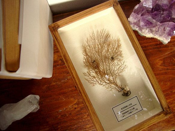 軟質珊瑚の骨格標本その三。 3枚目の画像