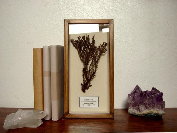 軟質珊瑚の骨格標本その五。 1枚目の画像