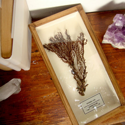 軟質珊瑚の骨格標本その五。 3枚目の画像