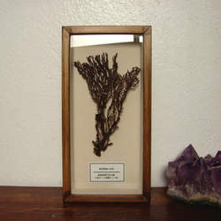 軟質珊瑚の骨格標本その五。 4枚目の画像