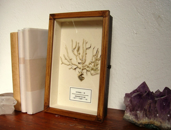 軟質珊瑚の１種標本その十一。 2枚目の画像