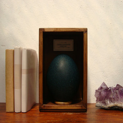 エミューの卵標本その十。 1枚目の画像