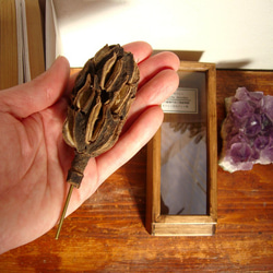 ハクモクレンの種子標本その２。 4枚目の画像