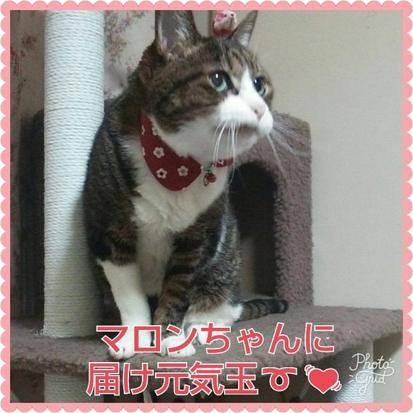 【 期間限定～9/17まで 】届け！元気玉つけえり 1枚目の画像