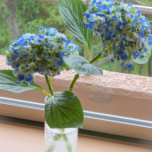 紫陽花～おたふく紫陽花ポップコーンブルー・お手間いらずの紫陽花 