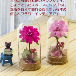 コスモスピンクのグラスドームフラワー ～ エアフルールフラワーギフト ～ 空気でお花を優しく包んだフラワーギフト 4枚目の画像