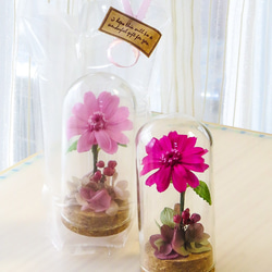 コスモスピンクのグラスドームフラワー ～ エアフルールフラワーギフト ～ 空気でお花を優しく包んだフラワーギフト 5枚目の画像