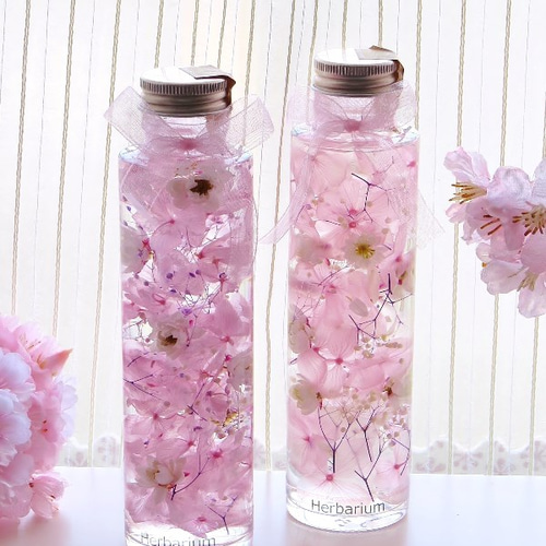 ひめ桜のハーバリウム ～2024 
