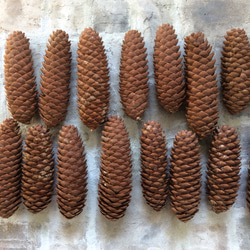 まつぼっくり【ドイツトウヒ】Lサイズ16個 その他素材 BLOOM&FLOWER