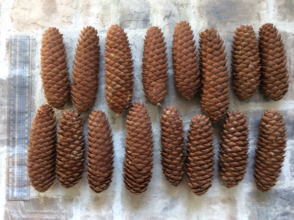 まつぼっくり【ドイツトウヒ】Lサイズ16個 その他素材 BLOOM&FLOWER