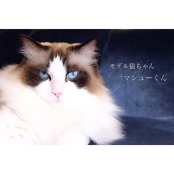 《4月限定ニ個》世界でたった１つ愛猫ちゃんのSweet cat wreath♡〜カーネーション〜 8枚目の画像
