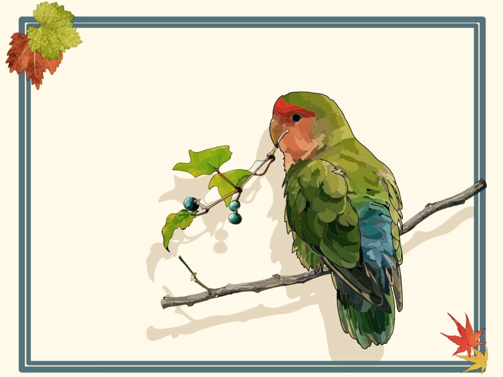 小桜インコ様、専用のpost