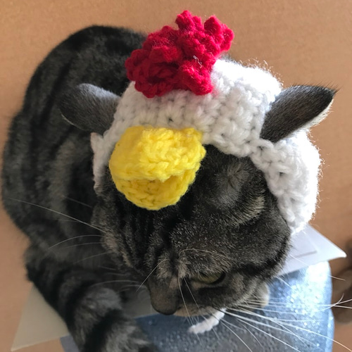 再販 猫用帽子♡にわとり おもちゃ・ペット小物 misato 通販 2927457
