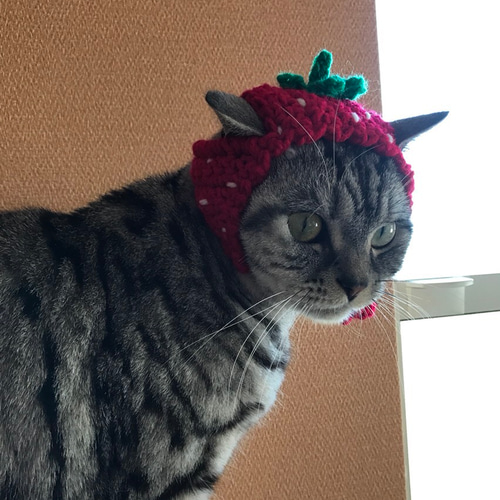 再販！猫用帽子 イチゴちゃん おもちゃ・ペット小物 misato 通販