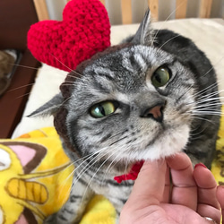 猫用帽子 バレンタイン 1枚目の画像