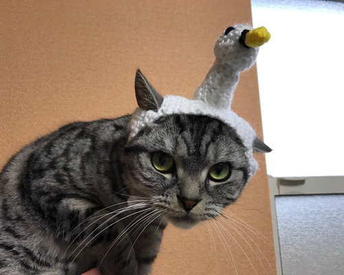 Amazon | Generic 6個 猫おもちゃ 手用6ピースフィンガー