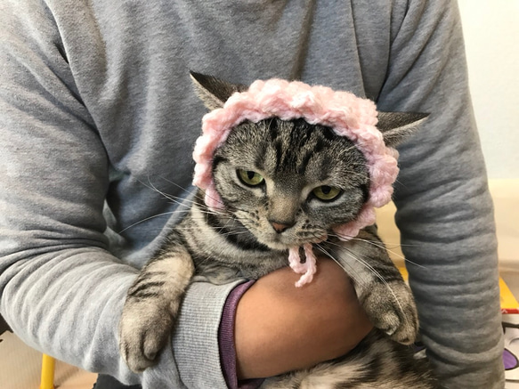猫用帽子 桜 2枚目の画像