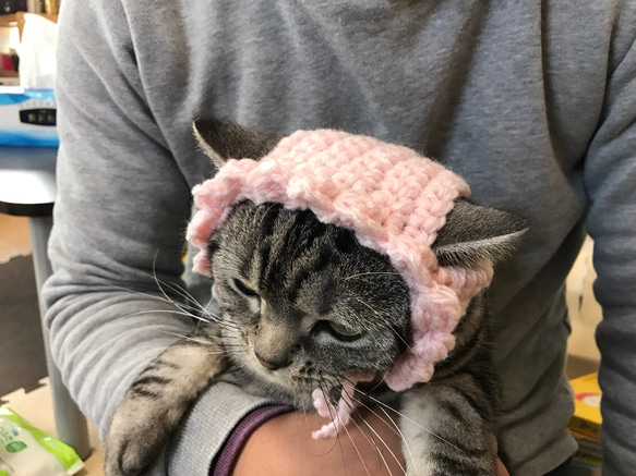 猫用帽子 桜 3枚目の画像