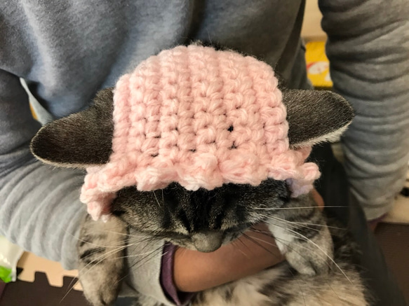 猫用帽子 桜 5枚目の画像