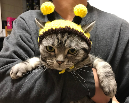 専用出品】帽子をかぶった猫様 おまとめ - メルカリ