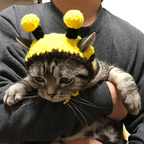 ❤オーダー受付❤️可愛いみつばち猫ちゃん❤️