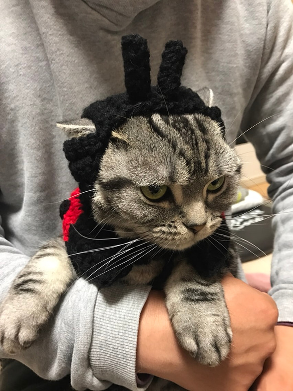 猫用帽子 ケープ セット売り てんとう虫 2枚目の画像