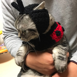 猫用帽子 ケープ セット売り てんとう虫 3枚目の画像