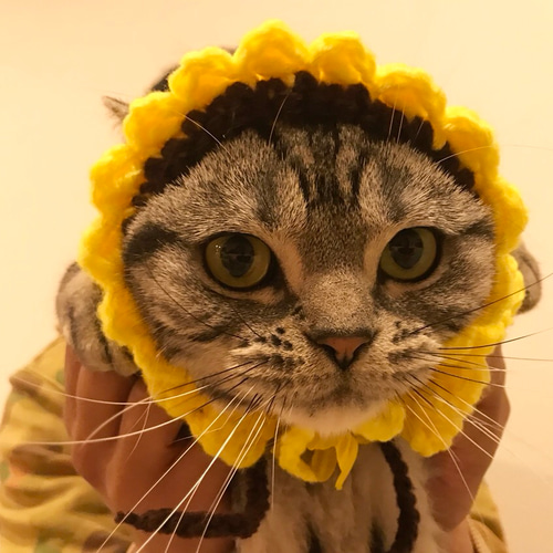 ฅ❤️ 猫ねこパールひまわり帽子クリップ帽子ストラップ帽子