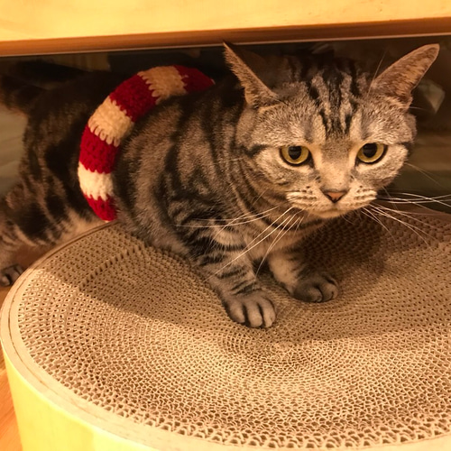 猫用 うきわ おもちゃ・ペット小物 misato 通販 4188546｜Creema