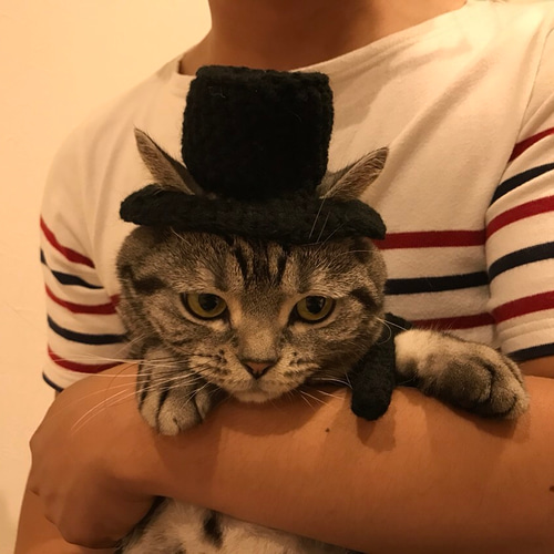 Sekai wa neko no mono | Sound Voltex Wiki | Fandom