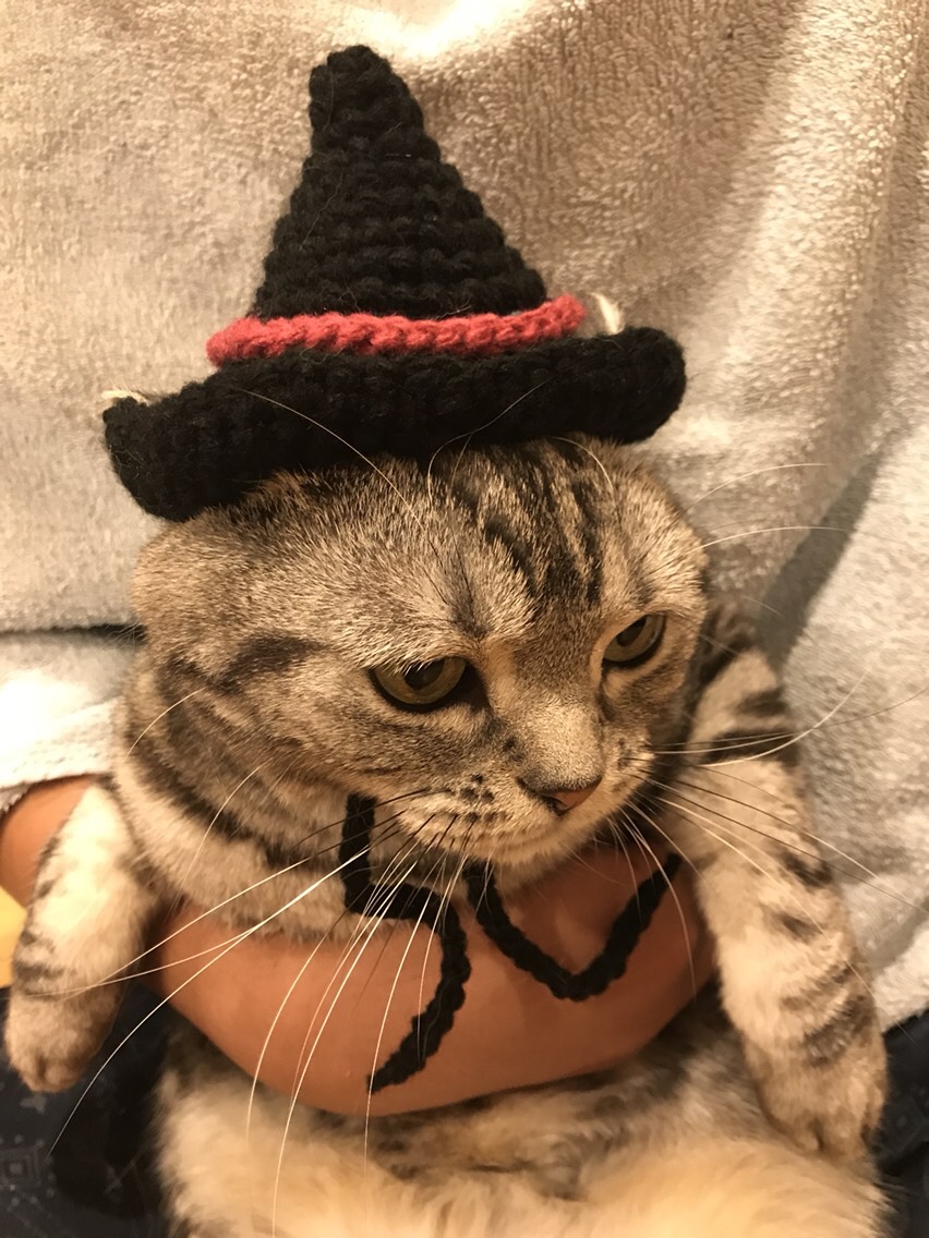 オスカル様　帽子専用ページ　虹猫本舗 猫用帽子 魔女 ペット服・アクセサリー misato 通販 4530893