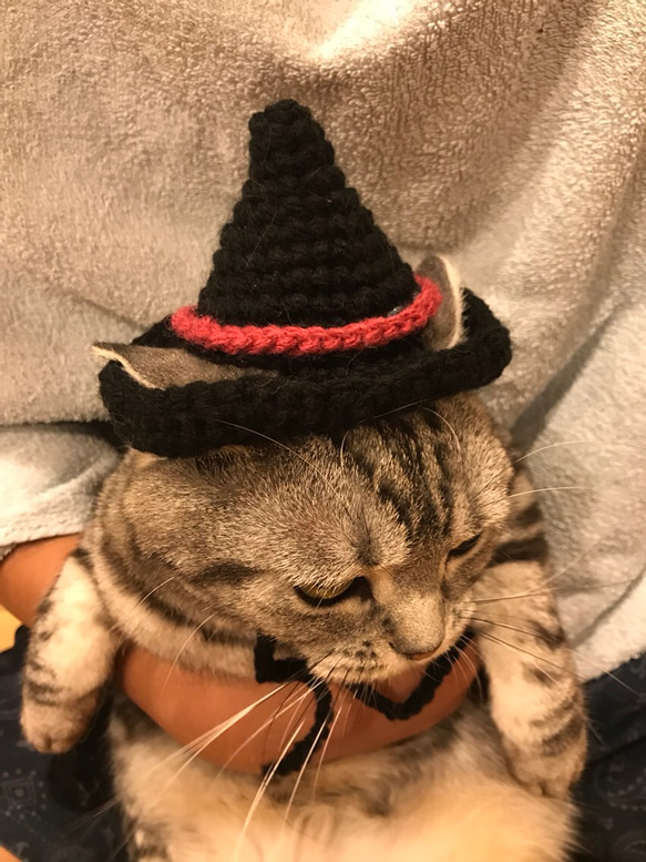 猫用帽子 魔女 2枚目の画像