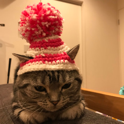 猫用帽子 ポンポンニット帽 1枚目の画像