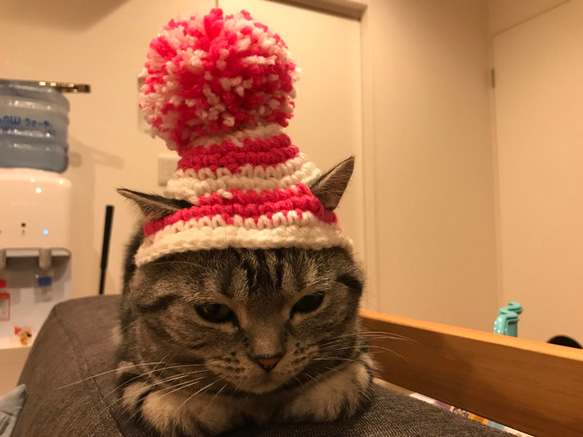 猫用帽子 ポンポンニット帽 1枚目の画像