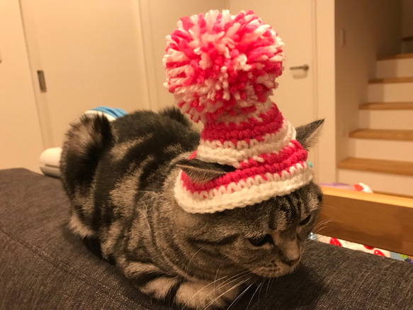 猫用帽子 ポンポンニット帽 2枚目の画像