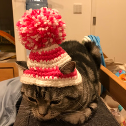 猫用帽子 ポンポンニット帽 3枚目の画像