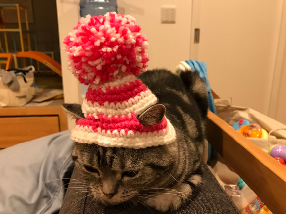 猫用帽子 ポンポンニット帽 3枚目の画像