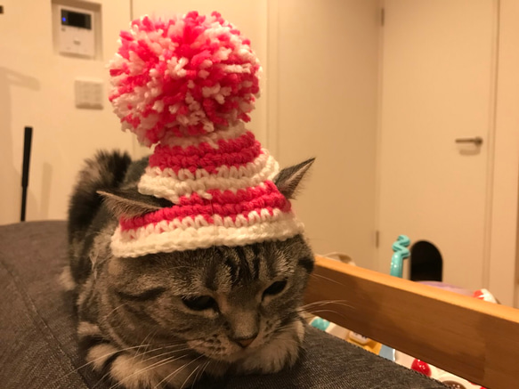 猫用帽子 ポンポンニット帽 4枚目の画像