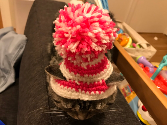 猫用帽子 ポンポンニット帽 5枚目の画像