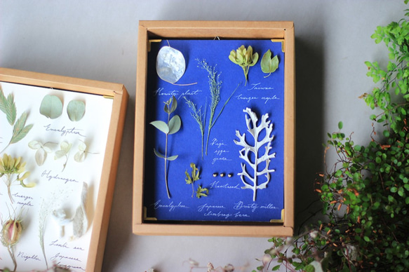 植物圖鑑《月光》‧Herbarium‧植物標本‧乾燥花相框 第1張的照片