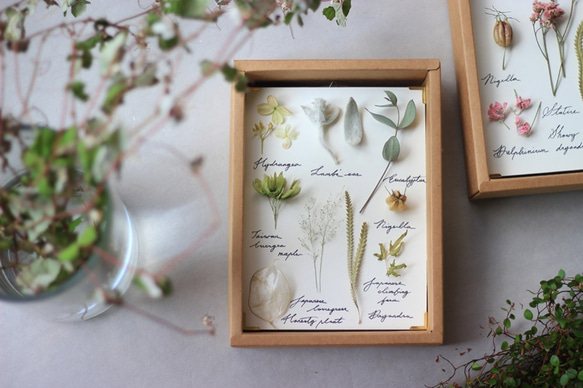 植物圖鑑《春夏之際》‧Herbarium‧植物標本‧乾燥花相框 第1張的照片