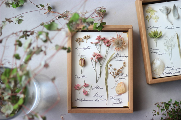 植物圖鑑《櫻色》‧Herbarium‧植物標本‧乾燥花相框 第1張的照片